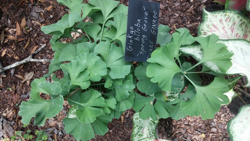 Ginkgo biloba plantplacesimage20150531_145756.jpg