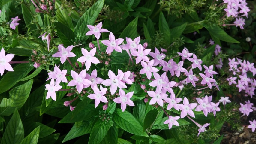 Pentas lanceolata plantplacesimage20150531_150338.jpg