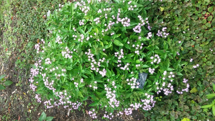 Pentas lanceolata plantplacesimage20150531_150350.jpg