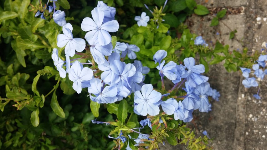 Ceratostigma auriculata plantplacesimage20150531_150528.jpg