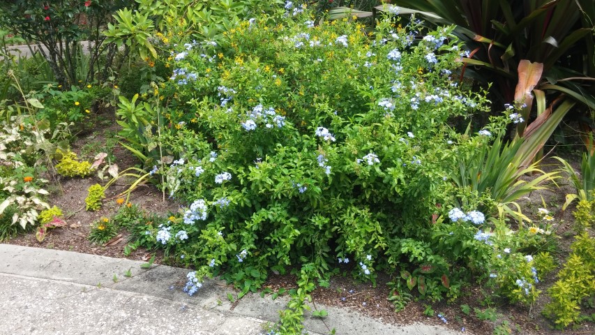 Ceratostigma auriculata plantplacesimage20150531_150538.jpg