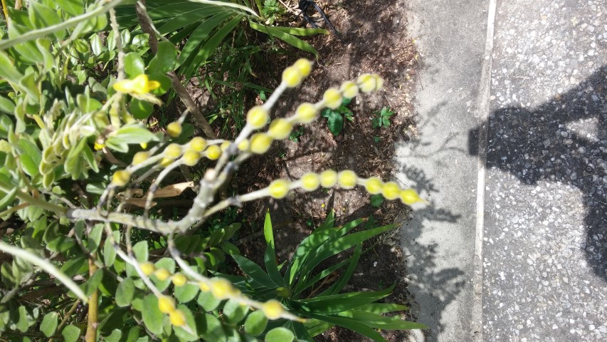 Sophora tomentosa plantplacesimage20150531_150840.jpg