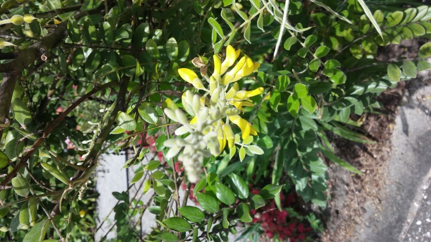 Sophora tomentosa plantplacesimage20150531_150854.jpg