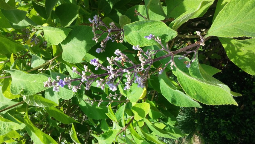 Cornutia grandifolia plantplacesimage20150531_151247.jpg