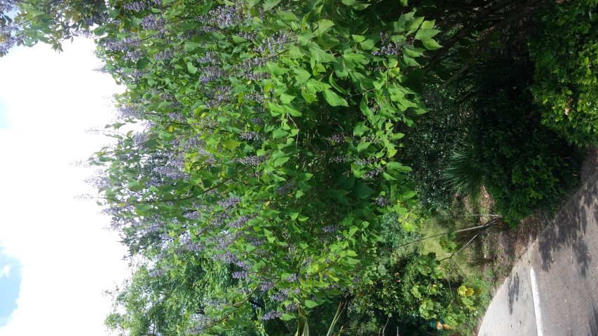 Cornutia grandifolia plantplacesimage20150531_151301.jpg
