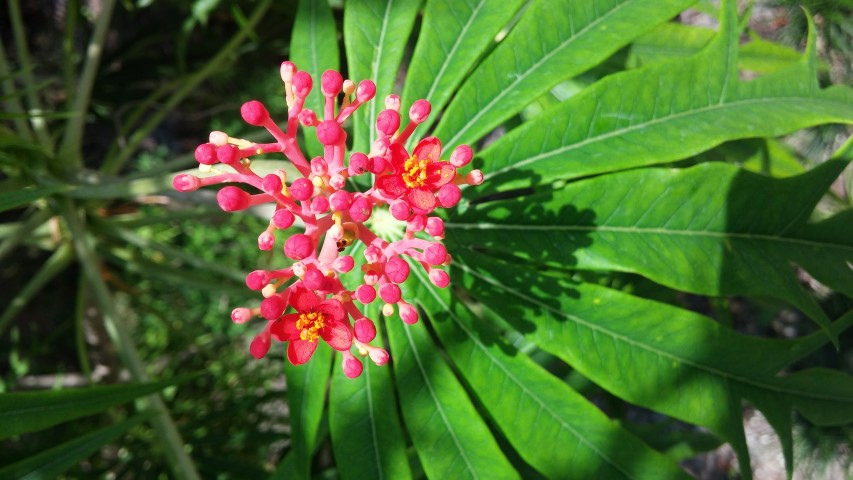 Jatropha multiflora plantplacesimage20150531_151707.jpg