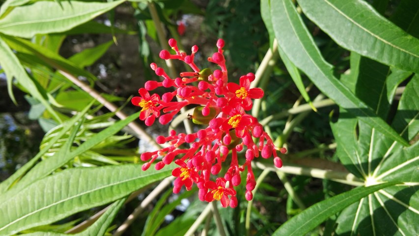 Jatropha multiflora plantplacesimage20150531_151718.jpg