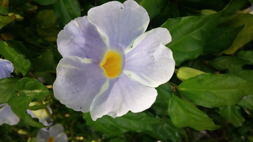 Thumbergia erecta plantplacesimage20150531_152030.jpg