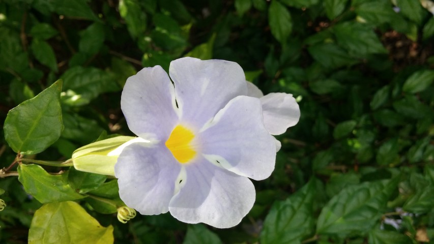 Thumbergia erecta plantplacesimage20150531_152044.jpg