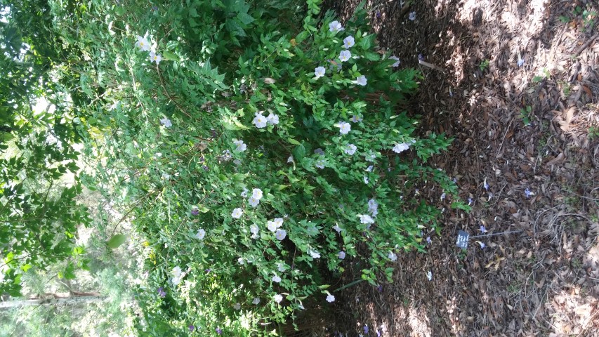 Thumbergia erecta plantplacesimage20150531_152054.jpg