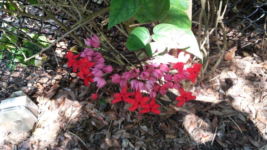 Clerodendrum thomsoniae plantplacesimage20150531_152225.jpg