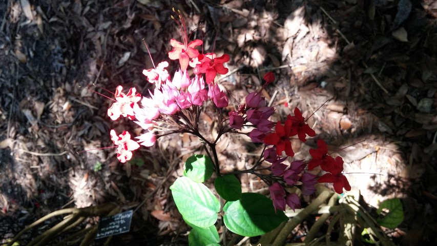 Clerodendrum thomsoniae plantplacesimage20150531_152240.jpg