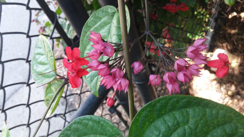 Clerodendrum thomsoniae plantplacesimage20150531_152302.jpg