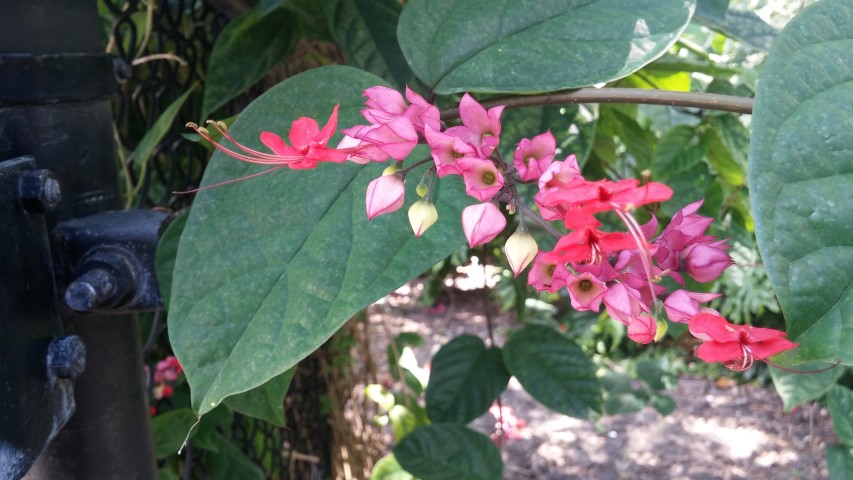 Clerodendrum thomsoniae plantplacesimage20150531_152315.jpg