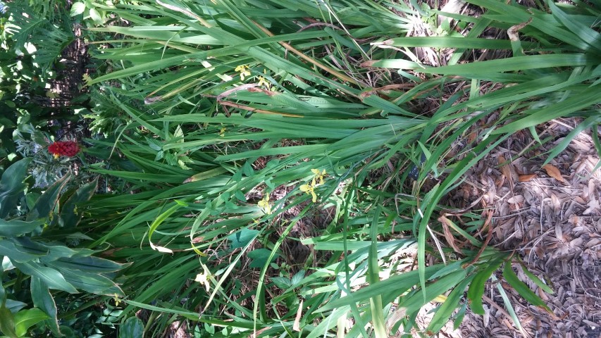 Trimezia martinicensis plantplacesimage20150531_152704.jpg