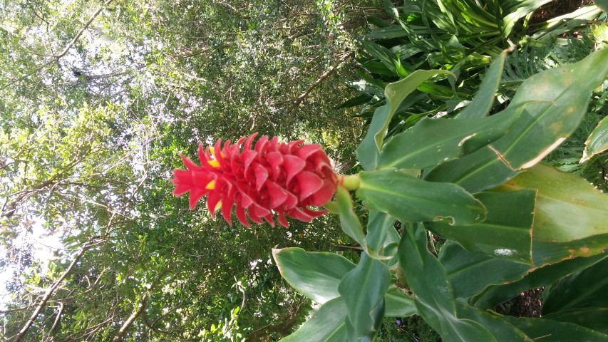 Costus barbatus plantplacesimage20150531_152904.jpg