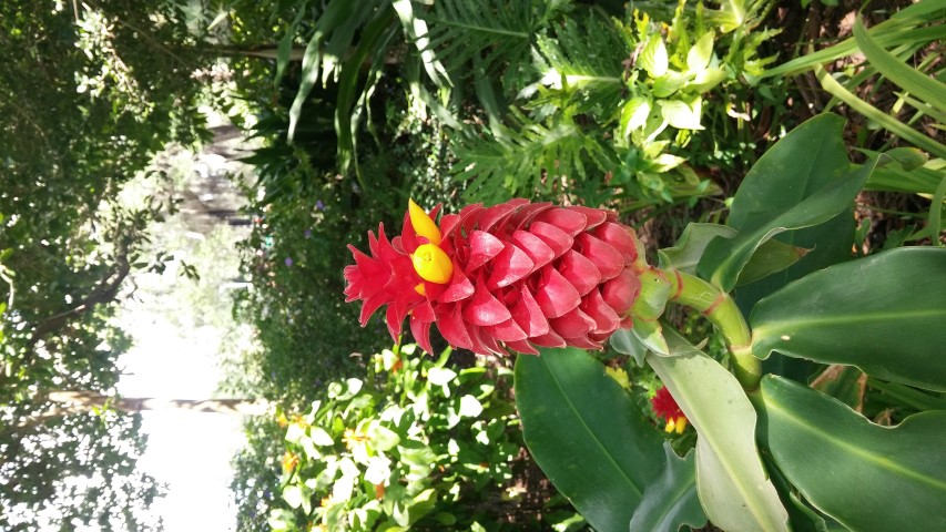 Costus barbatus plantplacesimage20150531_152915.jpg