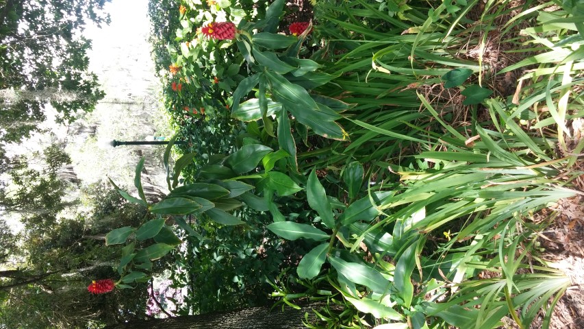 Costus barbatus plantplacesimage20150531_152926.jpg