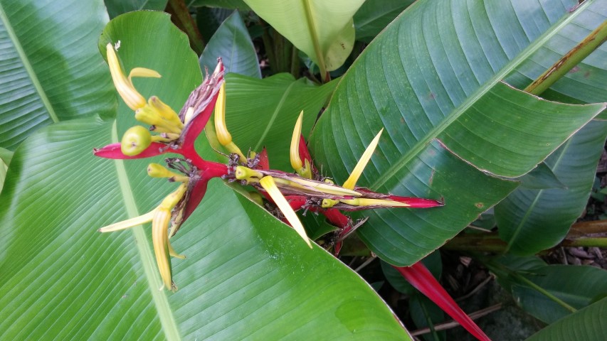 Heliconia schiedeana plantplacesimage20150531_153113.jpg