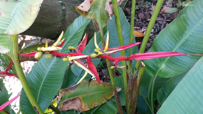 Heliconia schiedeana plantplacesimage20150531_153122.jpg
