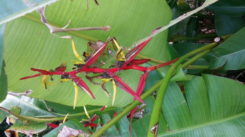 Heliconia schiedeana plantplacesimage20150531_153136.jpg