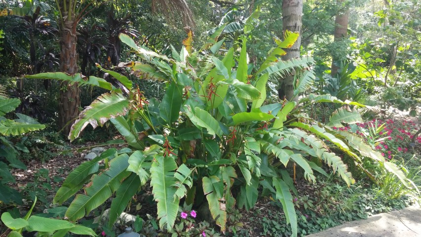 Heliconia schiedeana plantplacesimage20150531_153144.jpg