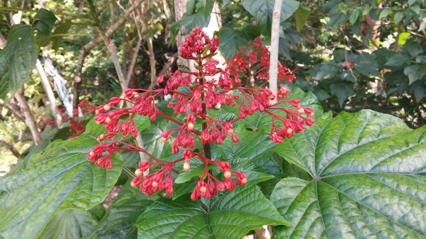 Picture of Clerodendrum paniculatum  Pagoda Flower
