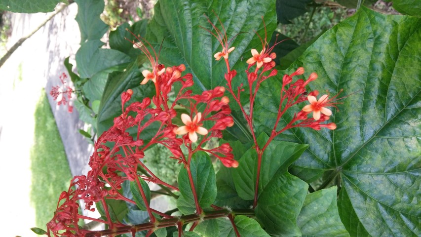 Picture of Clerodendrum paniculatum  Pagoda Flower