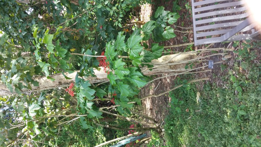 Picture of Clerodendrum paniculatum  Pagoda Flower