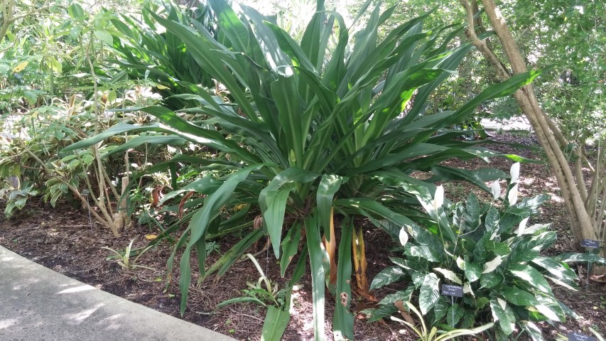 Picture of Crinum asiaticum  Giant Crinum