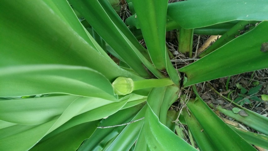 Picture of Crinum asiaticum  Giant Crinum