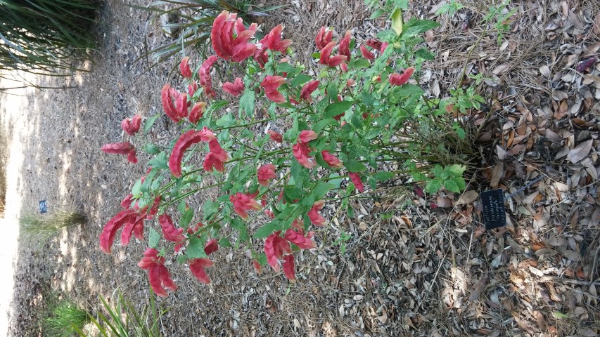 Justicia brandegeana plantplacesimage20150531_155418.jpg