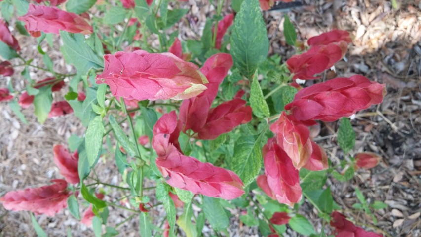 Picture of Justicia brandegeana Variegata Shrimp Plant