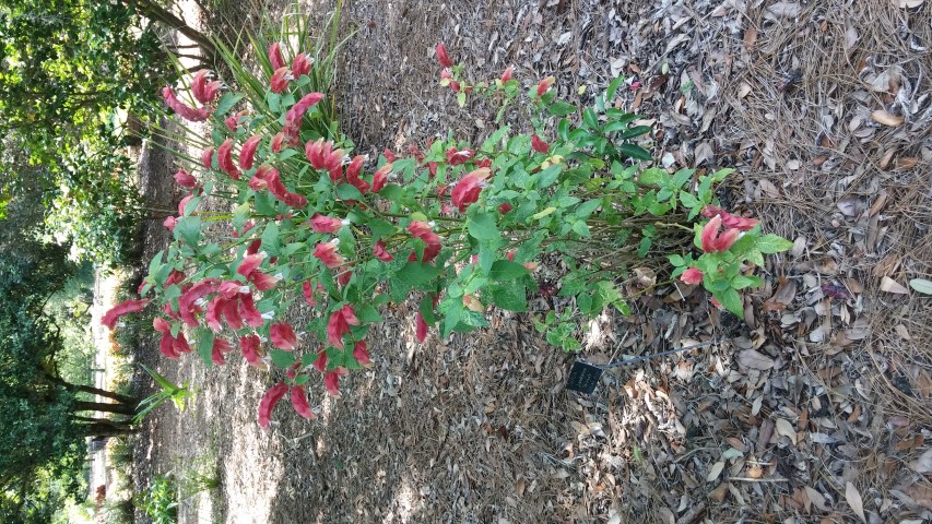 Picture of Justicia brandegeana Variegata Shrimp Plant