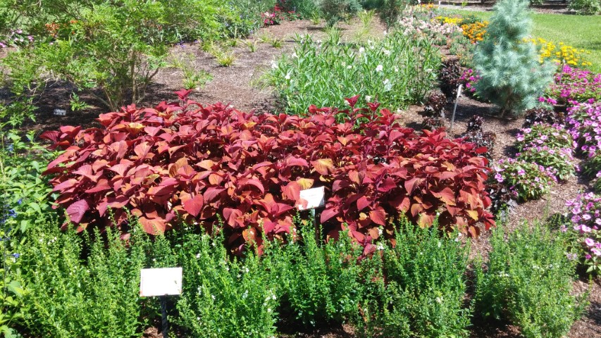 Solenostemon spp plantplacesimage20150531_155639.jpg