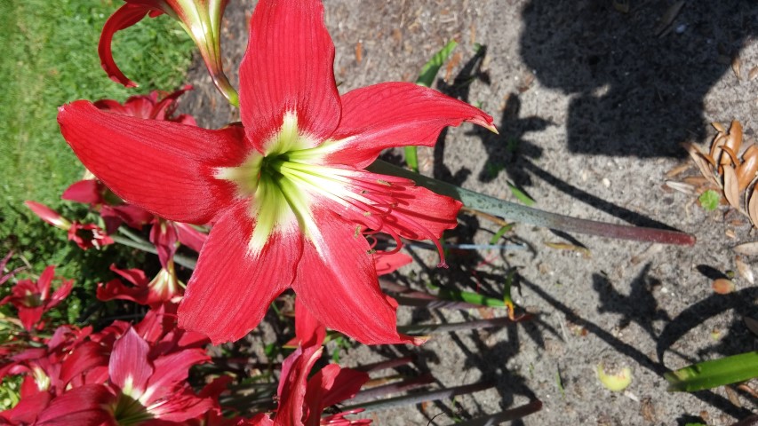 Hibiscus hamabo plantplacesimage20150531_155914.jpg