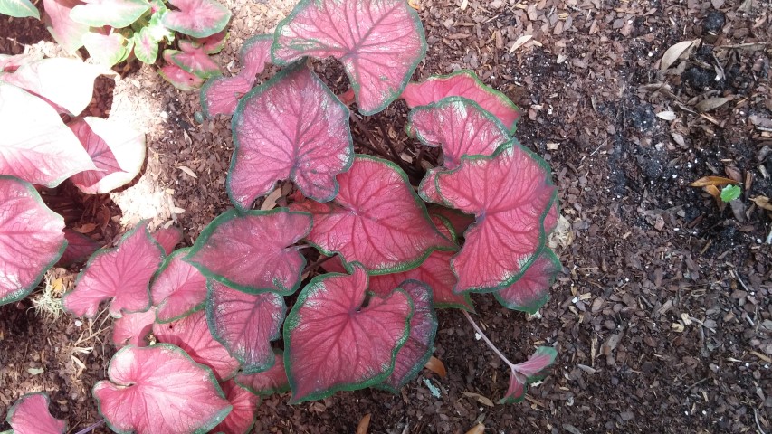 Caladium spp plantplacesimage20150531_160012.jpg