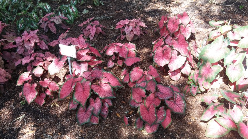 Caladium spp plantplacesimage20150531_160026.jpg