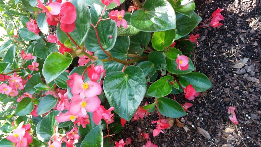 Begonia x benariensis plantplacesimage20150531_160410.jpg