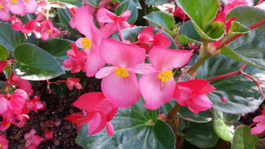 Begonia x benariensis plantplacesimage20150531_160428.jpg