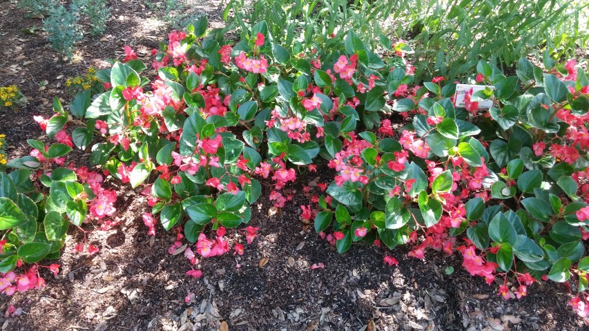 Begonia x benariensis plantplacesimage20150531_160450.jpg