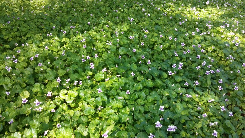 Viola henderaceae plantplacesimage20150531_160819.jpg