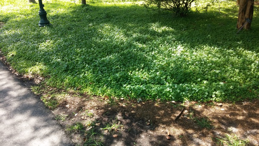 Viola henderaceae plantplacesimage20150531_160841.jpg