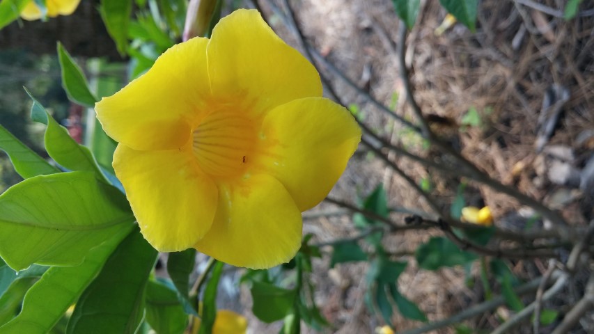 Allamanda schottii plantplacesimage20150531_161126.jpg