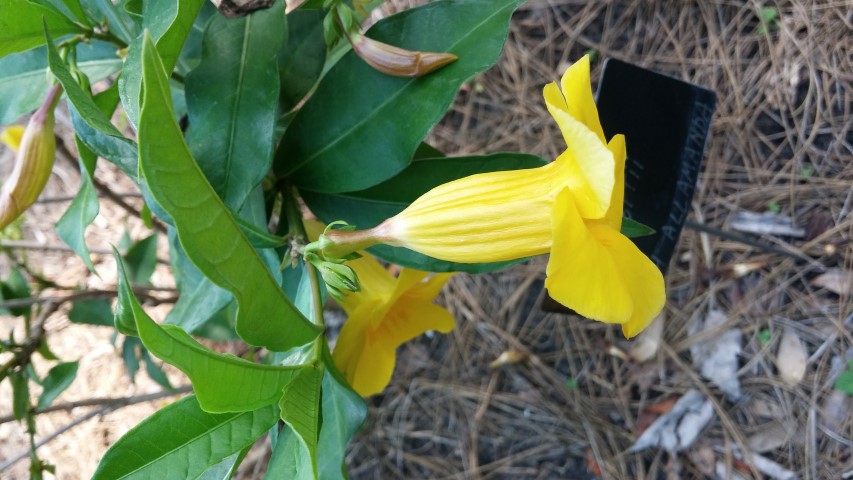 Allamanda schottii plantplacesimage20150531_161141.jpg