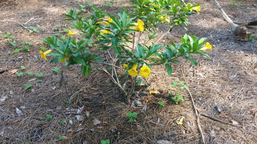 Allamanda schottii plantplacesimage20150531_161150.jpg