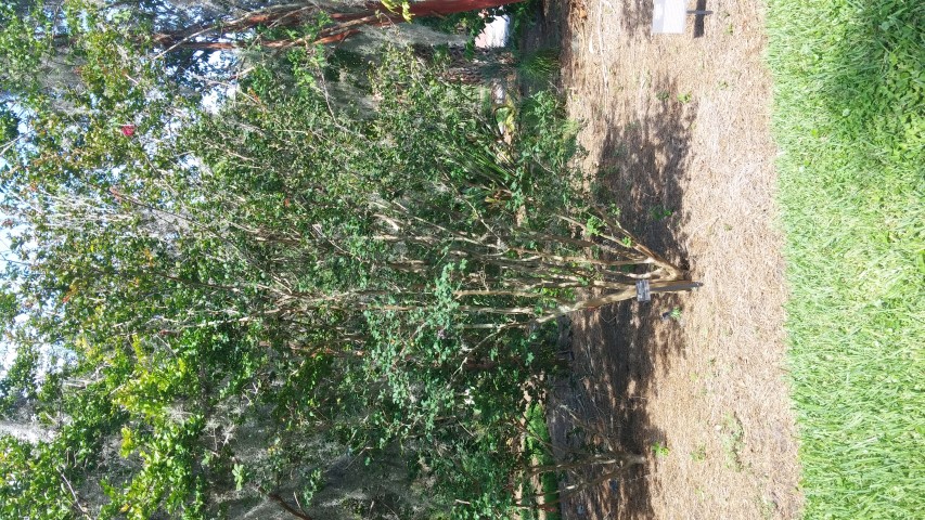 Lagerstroemia indica plantplacesimage20150531_161326.jpg