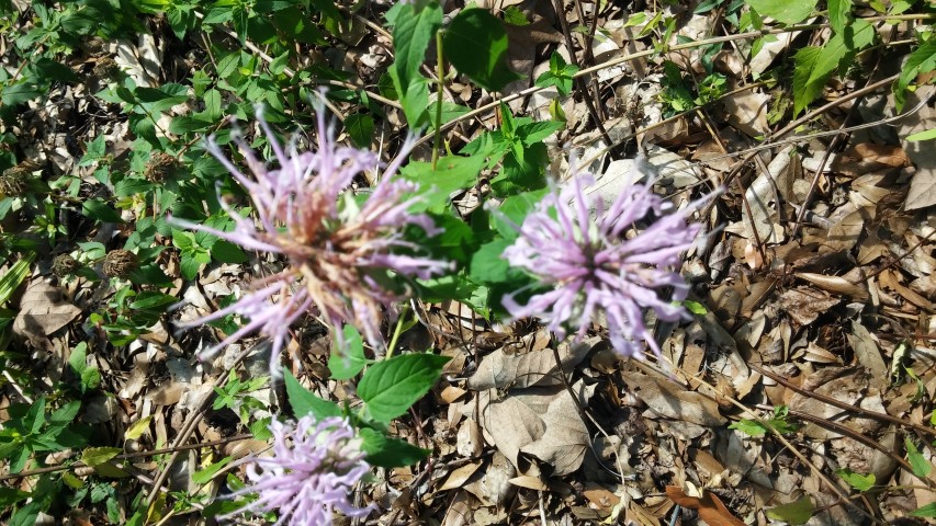 Monarda bartlettii plantplacesimage20150531_161549.jpg