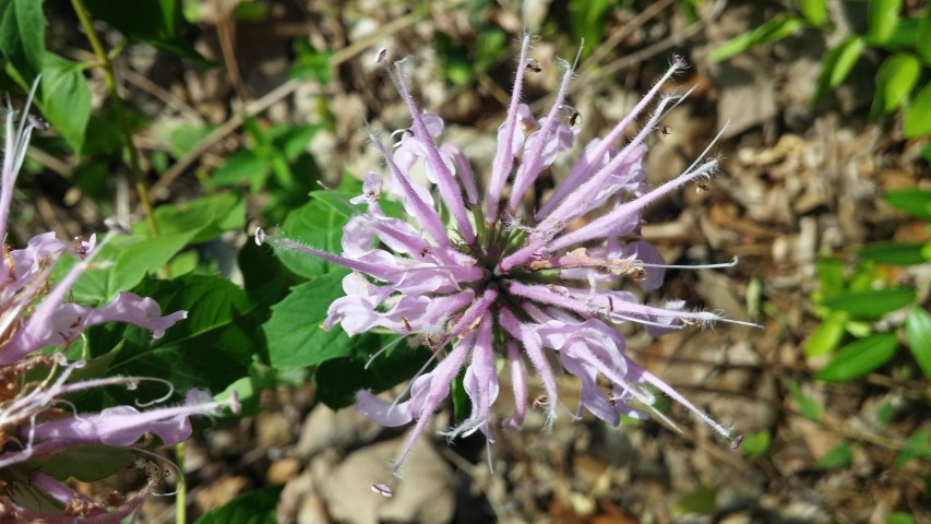 Monarda bartlettii plantplacesimage20150531_161600.jpg