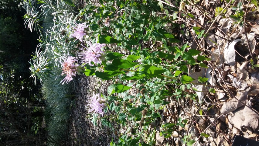 Monarda bartlettii plantplacesimage20150531_161611.jpg